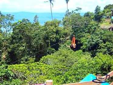 250-meters Zipline.