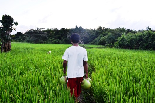 Rice field that you must cross.