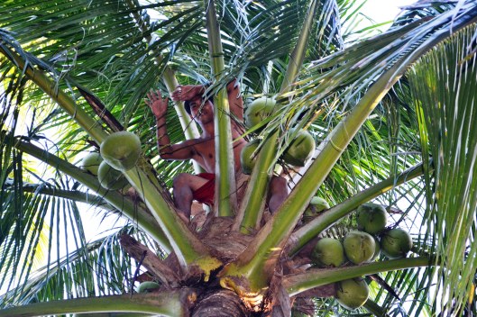 Kuya--climbed the coconut tree like a pro.