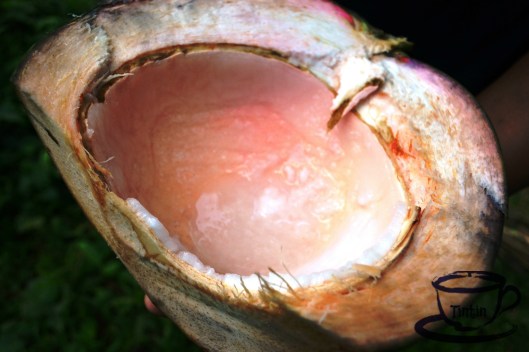 This is the core of the fruit when freshly picked. People in Cagbalete Island call it "marosa-rosa" because of its pinkish color. They say, this is the best coconut that can cure UTI.