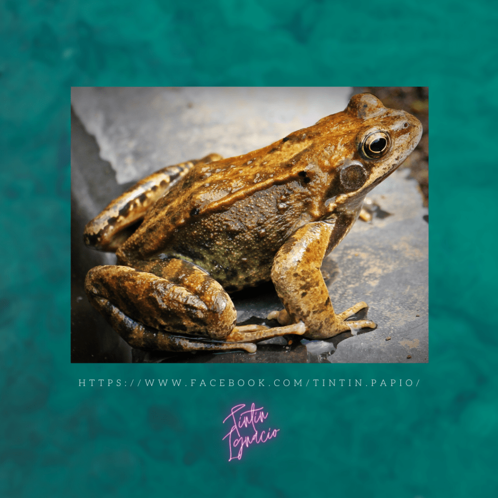 This image has an empty alt attribute; its file name is fear-of-frogs-ranidaphobia-1.png